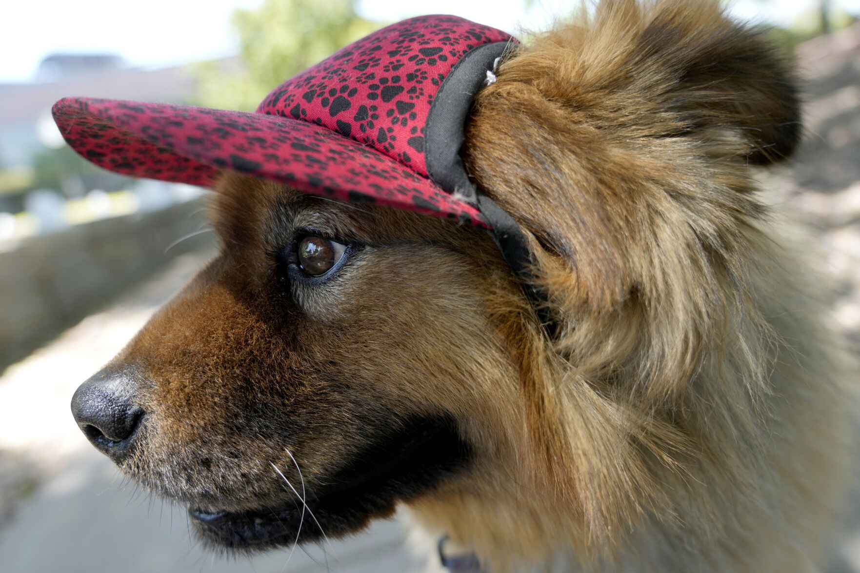 Pets Beat The Heat